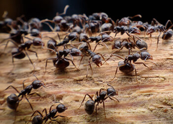 How To Keep Your Charleston Home Pest-Free This Spring