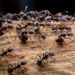 How To Keep Your Charleston Home Pest-Free This Spring