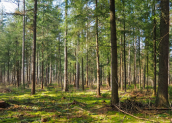 When Is Tree Removal Necessary in Ballarat